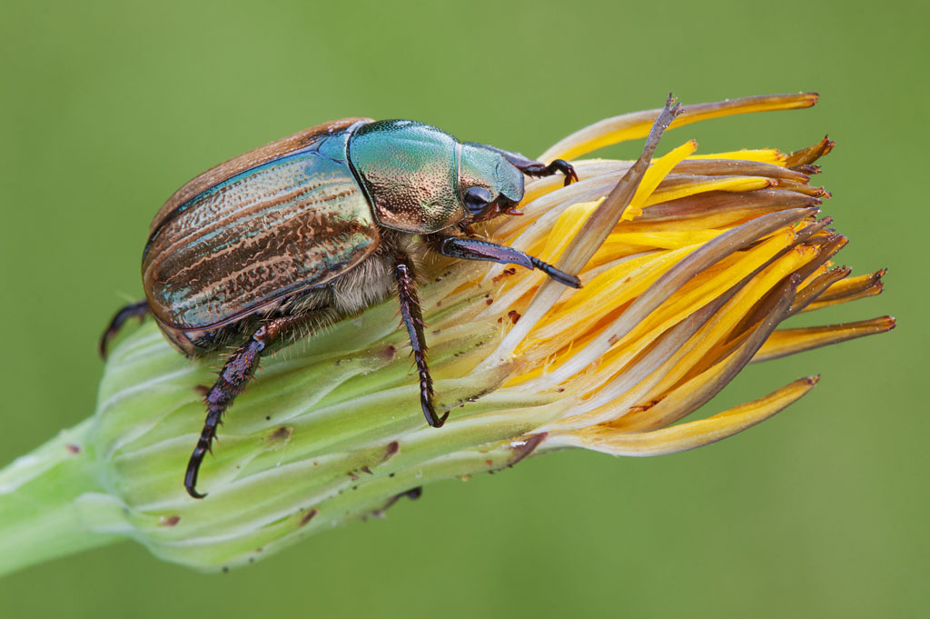 Mimela junii o Anomala dubia?